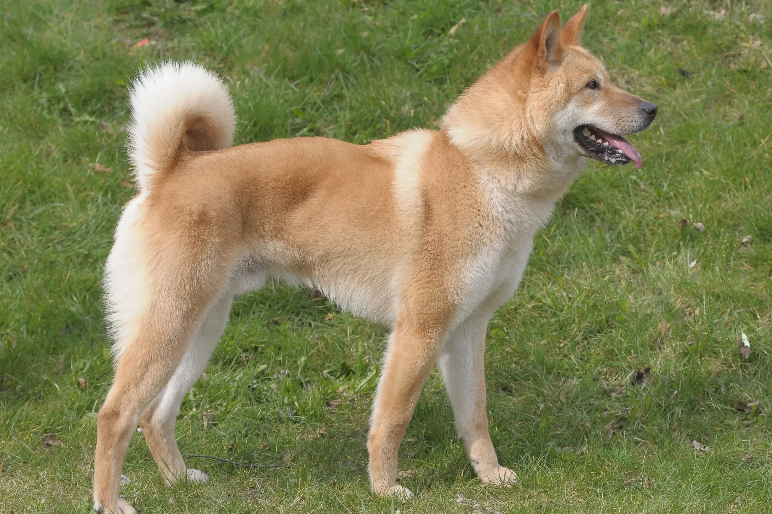 Read more about the article Kore Jindo Köpek Yetiştiricisi