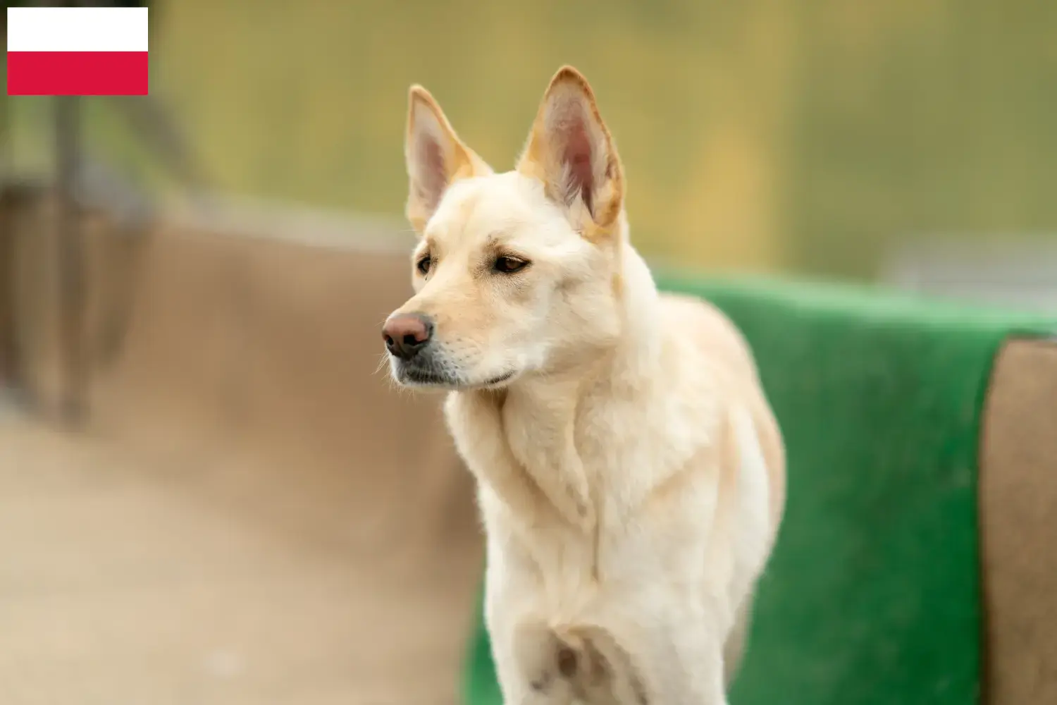 Read more about the article Polonya’da Kore Jindo Köpeği yetiştiricileri ve yavruları