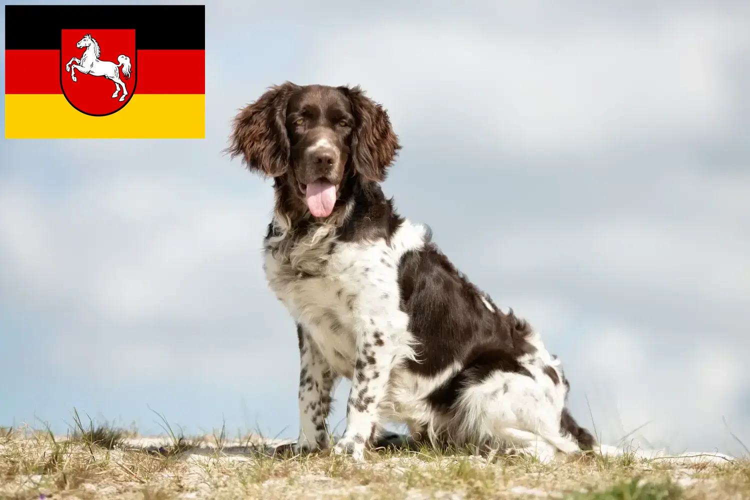 Read more about the article Aşağı Saksonya’da Küçük Münsterländer yetiştiricisi ve yavru köpekler