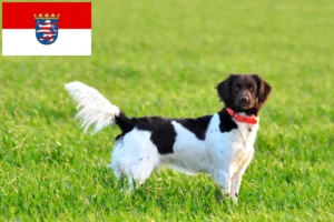 Read more about the article Hessen’de Küçük Münsterländer yetiştiricisi ve köpek yavruları