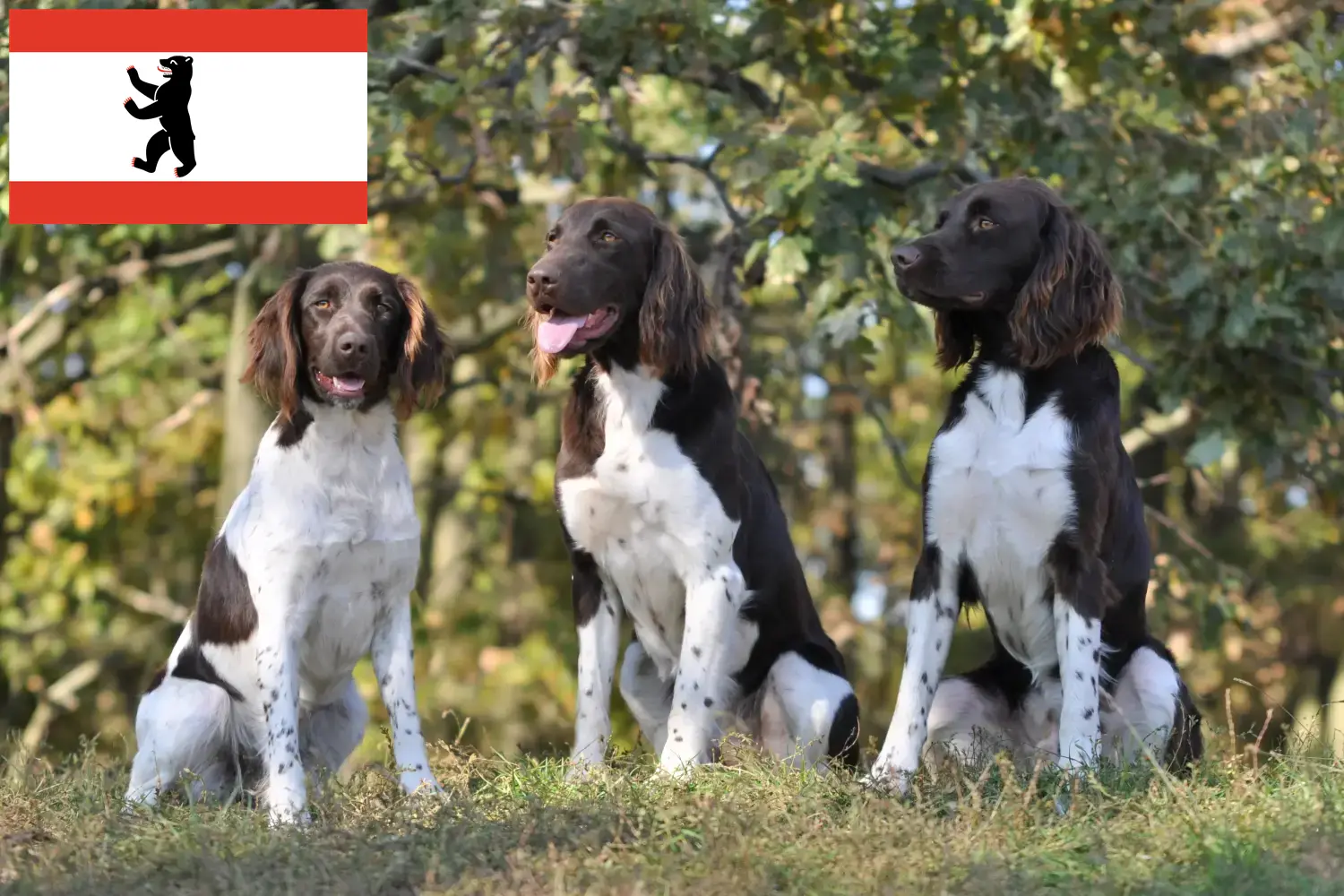 Read more about the article Berlin’de Küçük Münsterländer yetiştiricisi ve köpek yavruları