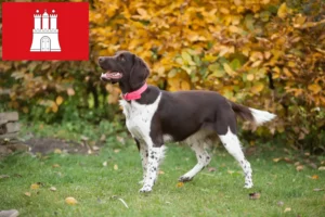 Read more about the article Hamburg’da Küçük Münsterländer yetiştiricisi ve köpek yavruları