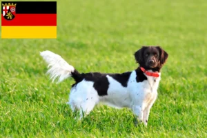 Read more about the article Rheinland-Pfalz’da Küçük Münsterländer yetiştiricisi ve yavru köpekler