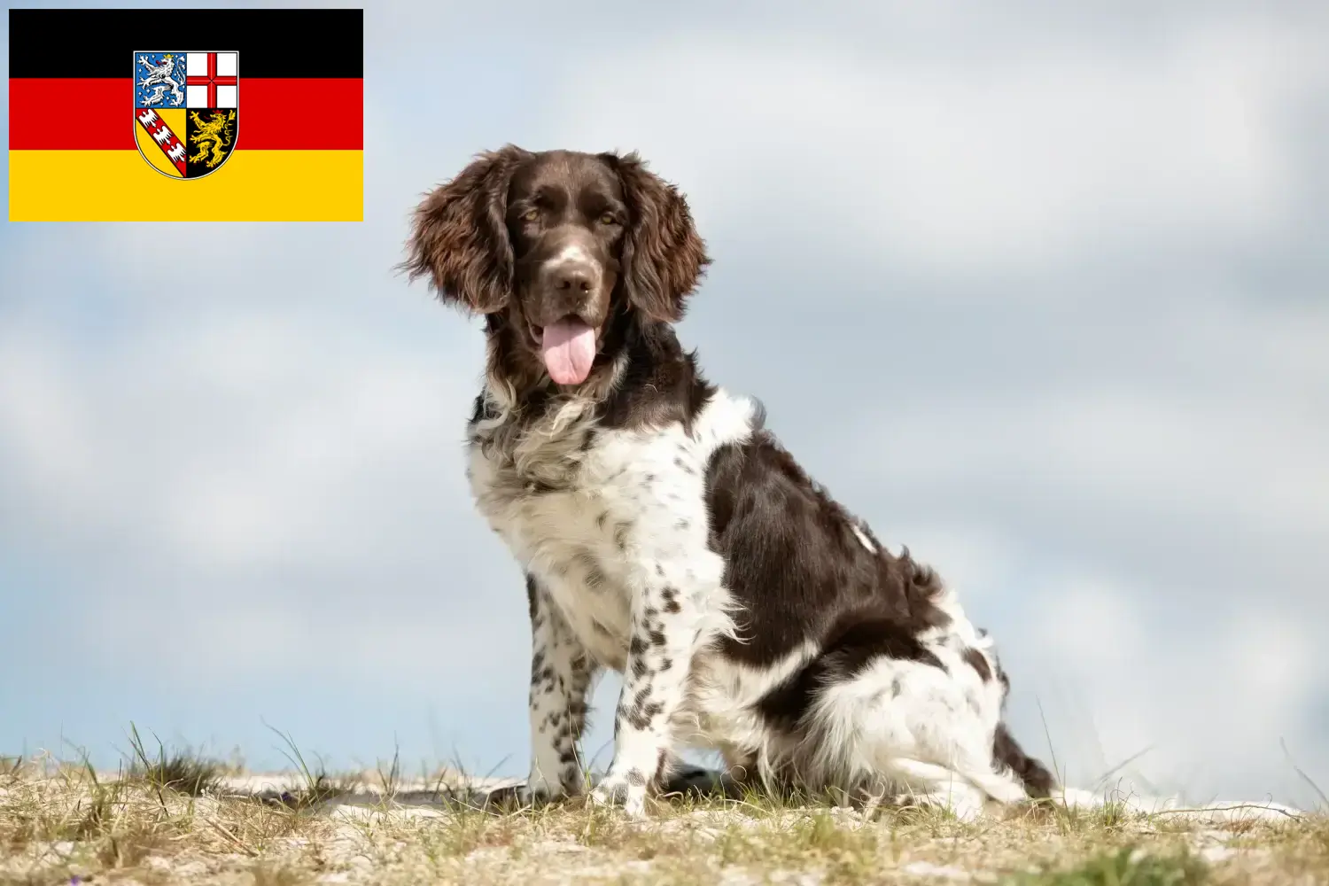 Read more about the article Saarland’da Küçük Münsterländer yetiştiricisi ve köpek yavruları
