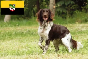 Read more about the article Saksonya-Anhalt’da Küçük Münsterländer yetiştiricisi ve köpek yavruları