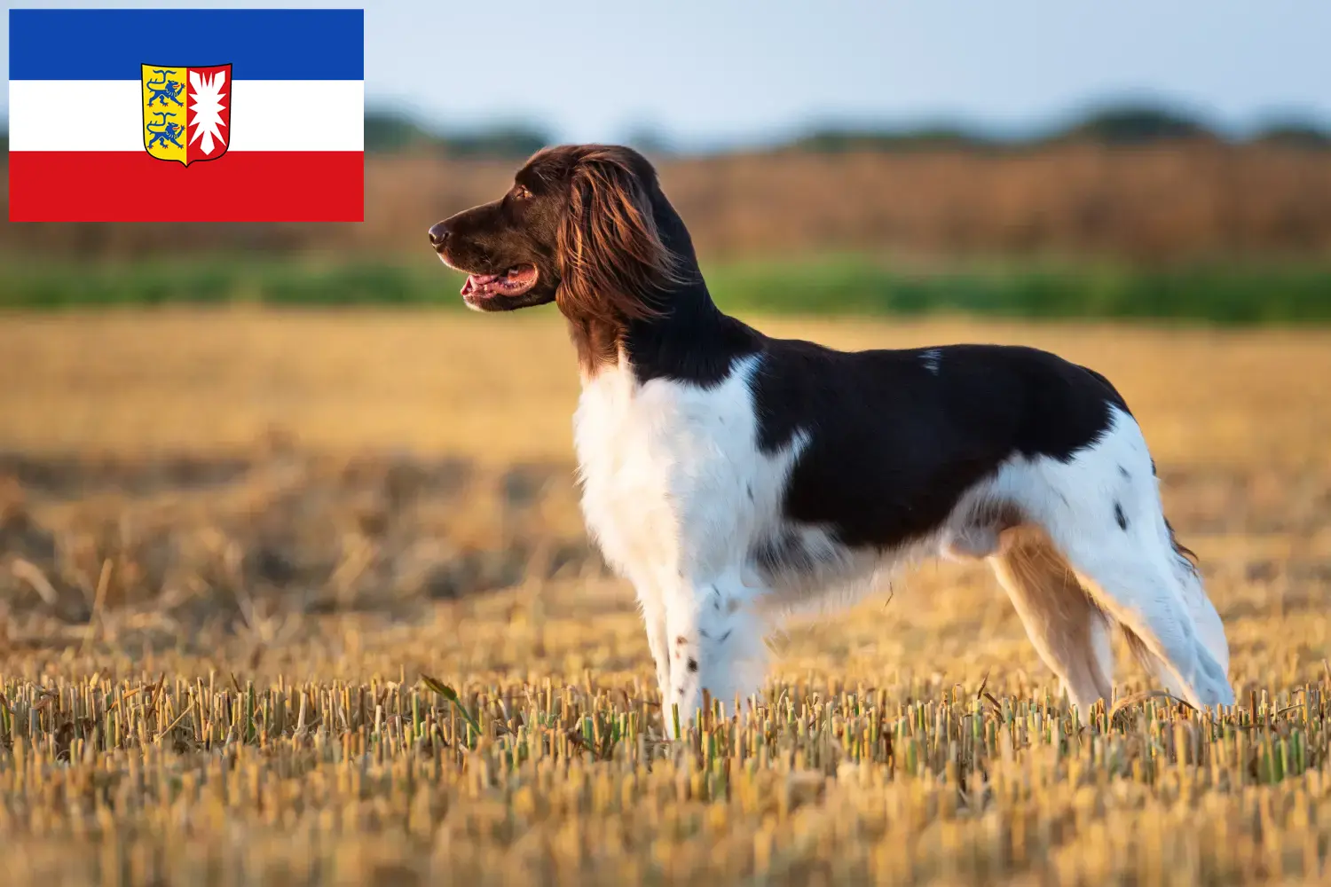 Read more about the article Schleswig-Holstein’da Küçük Münsterländer yetiştiricisi ve köpek yavruları