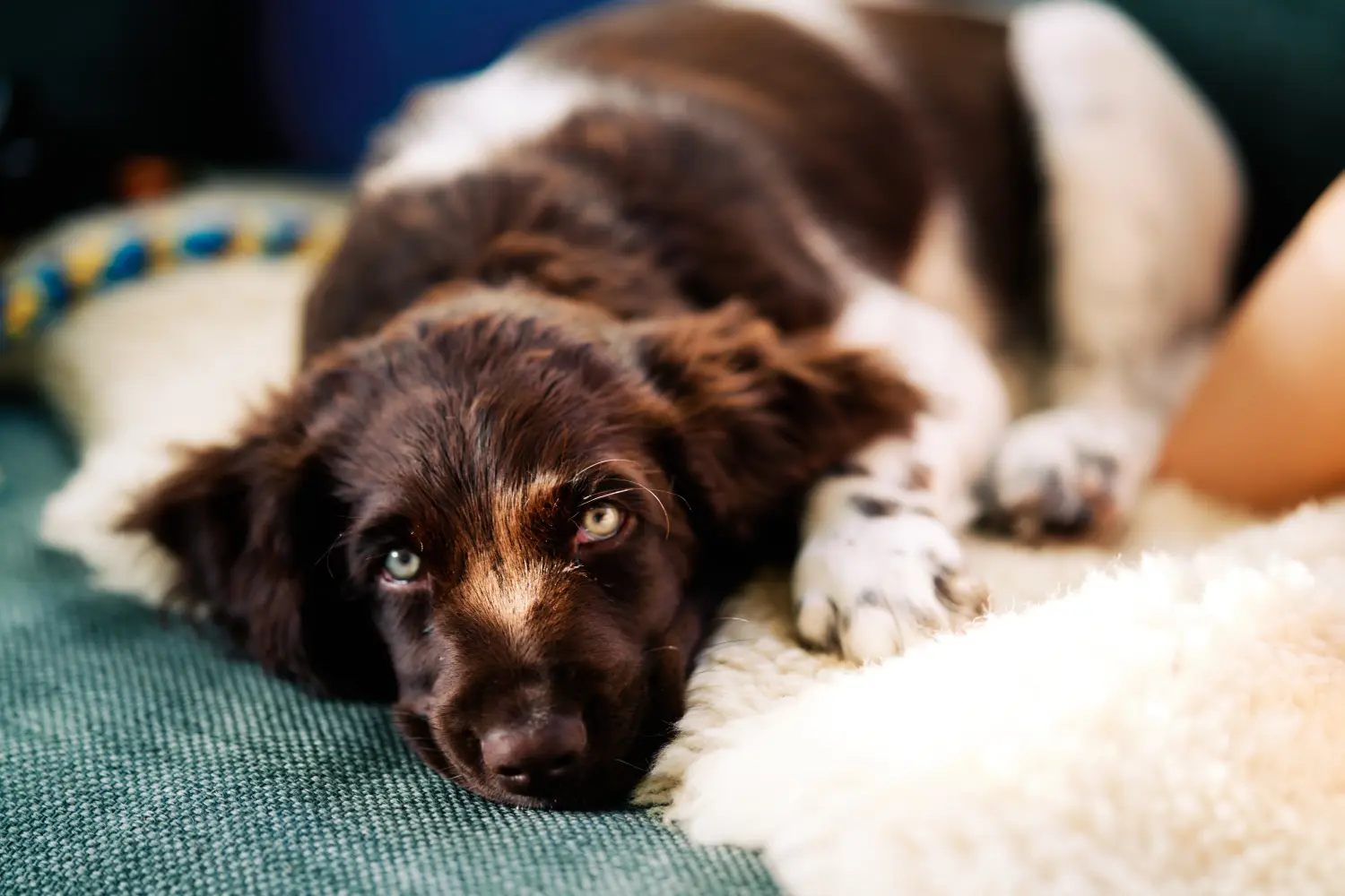 Bir Kleiner Münsterländer yavru köpeği satın almak sorumluluk almak demektir! Küçük Münsterländer yavruları satın alın.