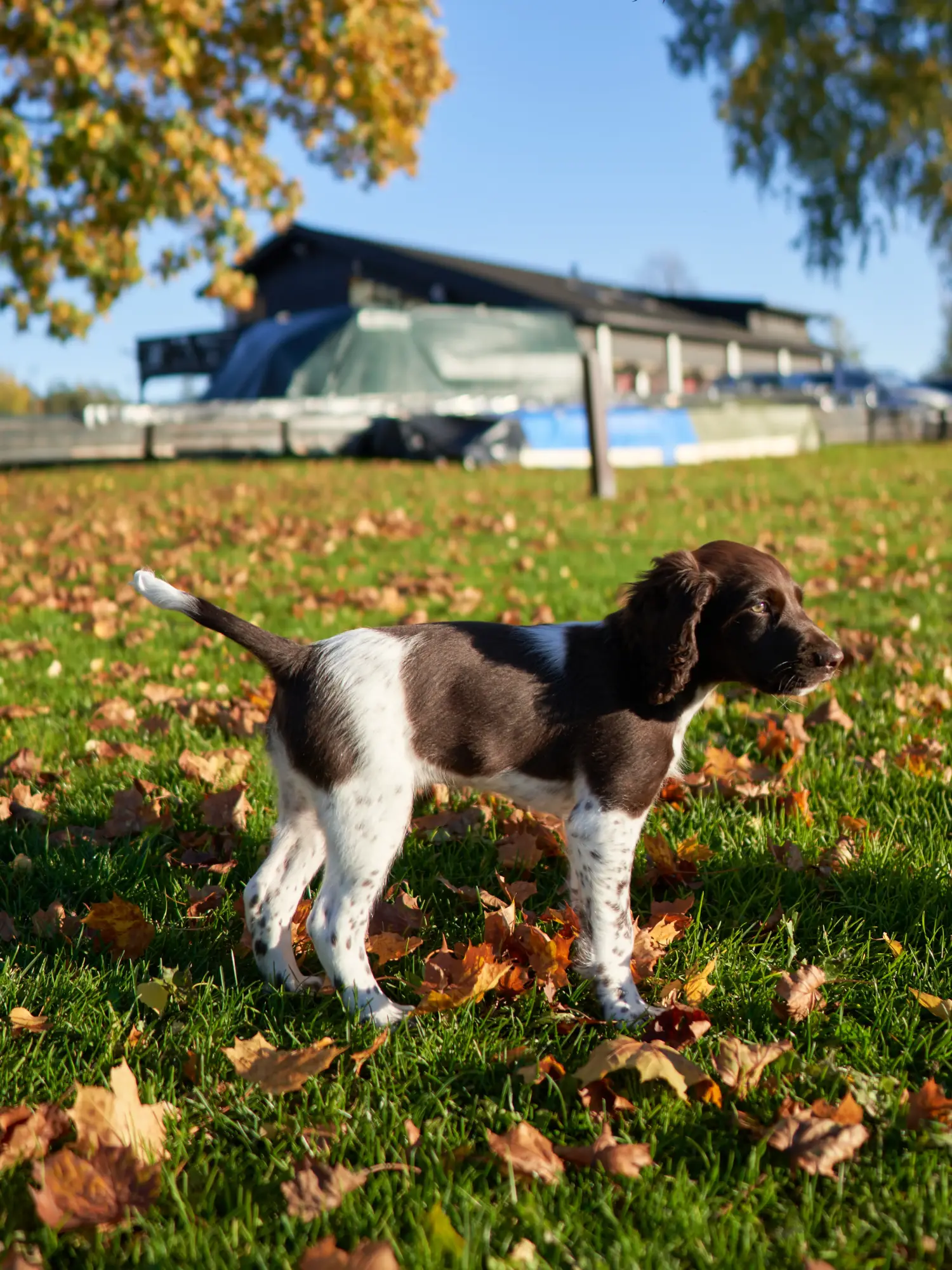 Bir Kleiner Münsterländer yavru köpeği satın almak sorumluluk almak demektir! Küçük Münsterländer yavruları satın alın.