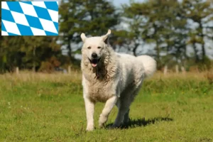 Read more about the article Bavyera’da Kuvasz Yetiştiricileri ve Yavru Köpekler