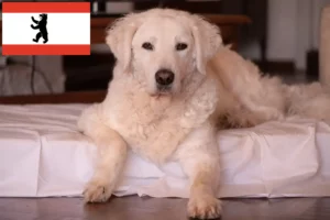 Read more about the article Berlin’de Kuvasz yetiştiricisi ve yavru köpekler