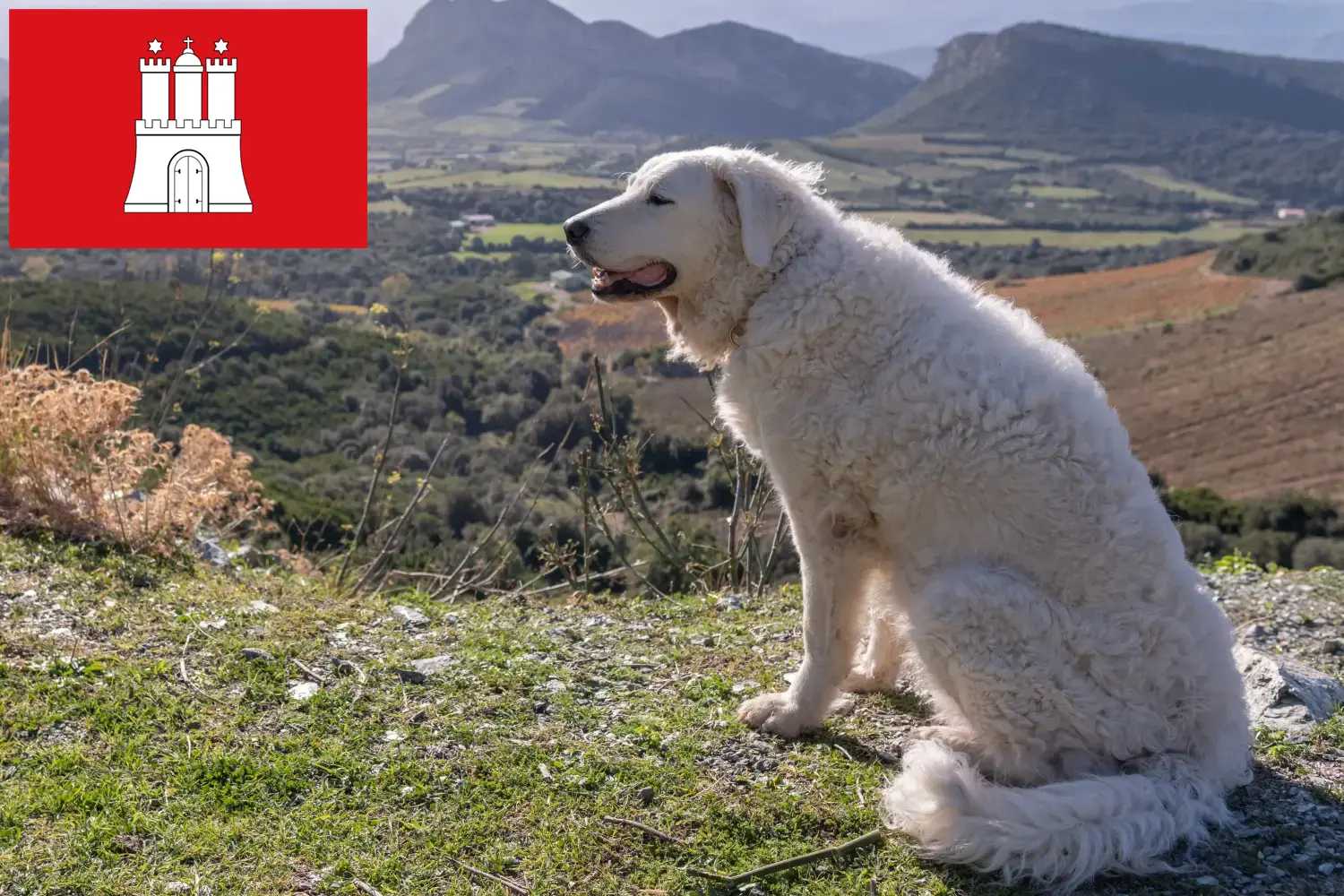 Kuvasz yavruları ve yetiştiricisi Hamburg Burada Hamburg'daki Kuvasz yetiştiricilerini bulabilirsiniz.