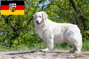 Read more about the article Saarland’da Kuvasz yetiştiricileri ve köpek yavruları