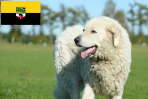 Read more about the article Saksonya-Anhalt’daki Kuvasz yetiştiricileri ve köpek yavruları
