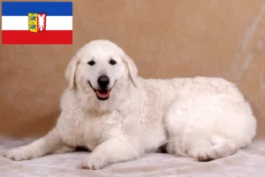 Read more about the article Schleswig-Holstein’da Kuvasz yetiştiricileri ve köpek yavruları