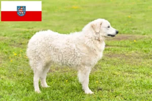 Read more about the article Thüringen’deki Kuvasz yetiştiricileri ve köpek yavruları