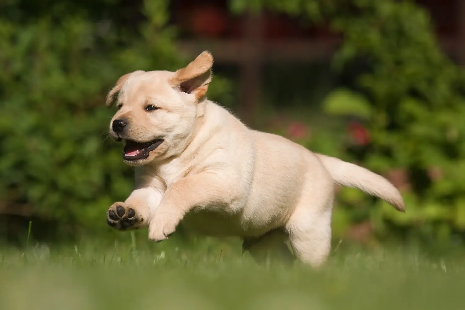 Labrador yavrusu satın almak sorumluluk almak demektir! Labrador yavruları satın alın.