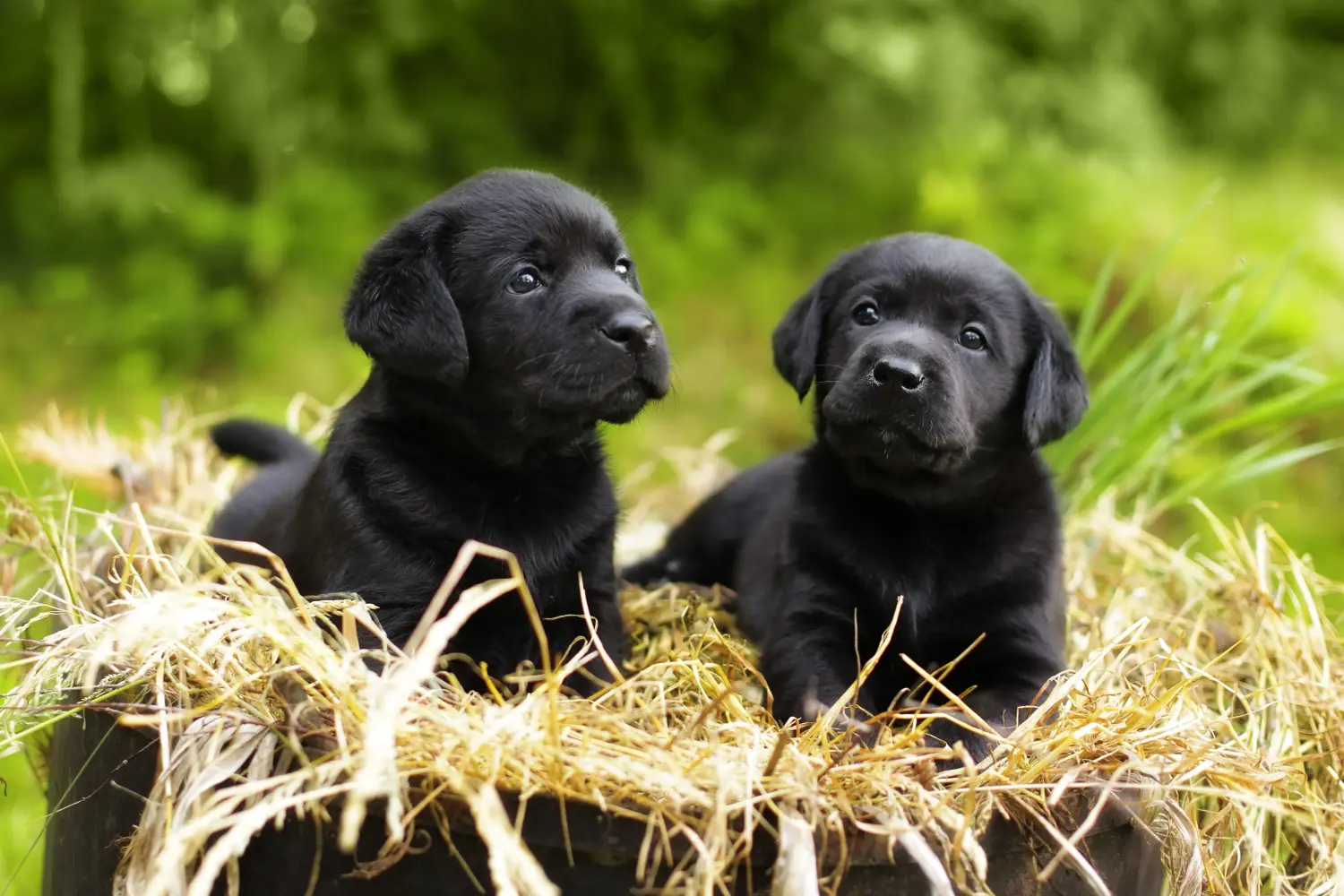 Labrador yavrusu satın almak sorumluluk almak demektir! Labrador yavruları satın alın.