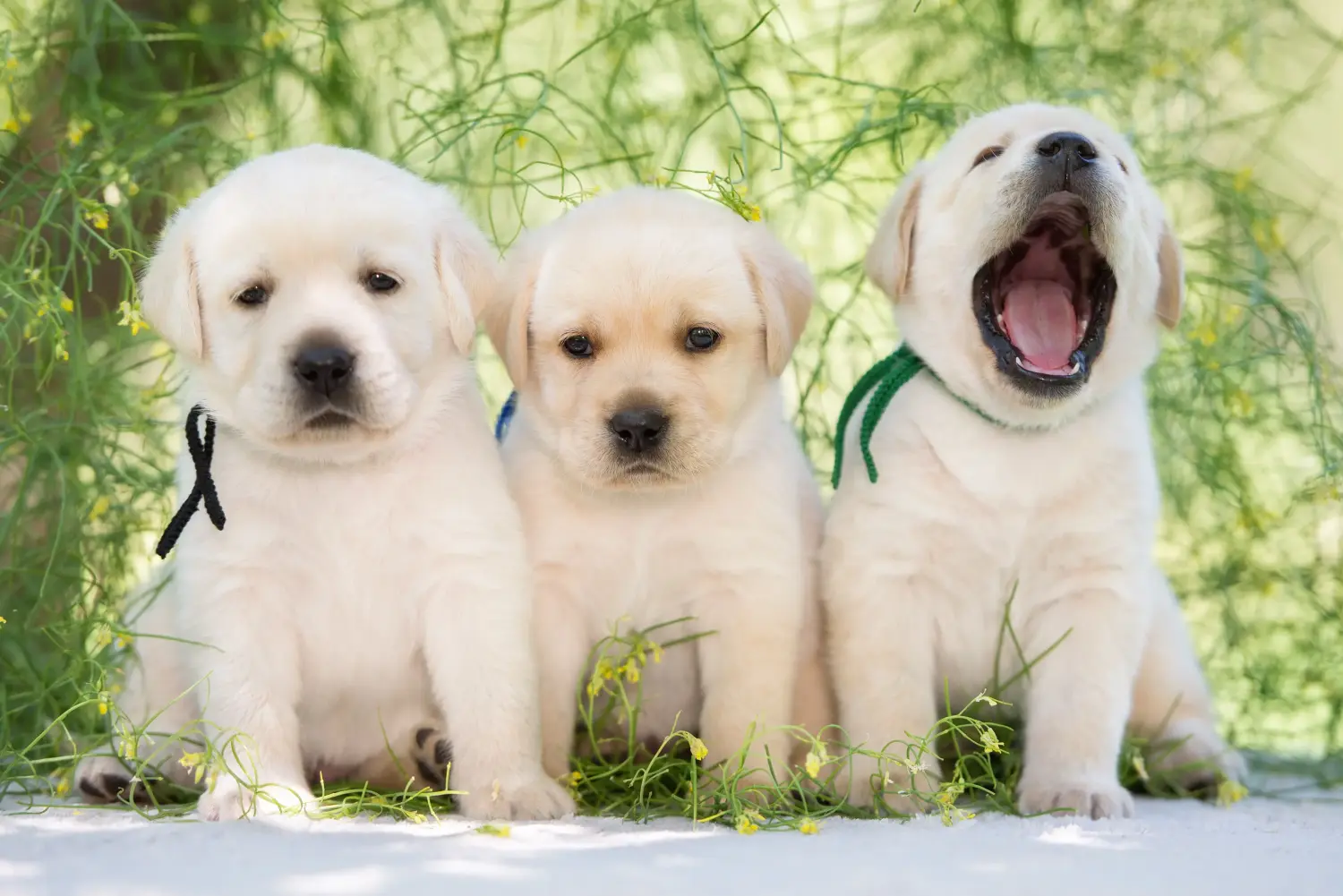 Labrador yavrusu satın almak sorumluluk almak demektir! Labrador yavruları satın alın.