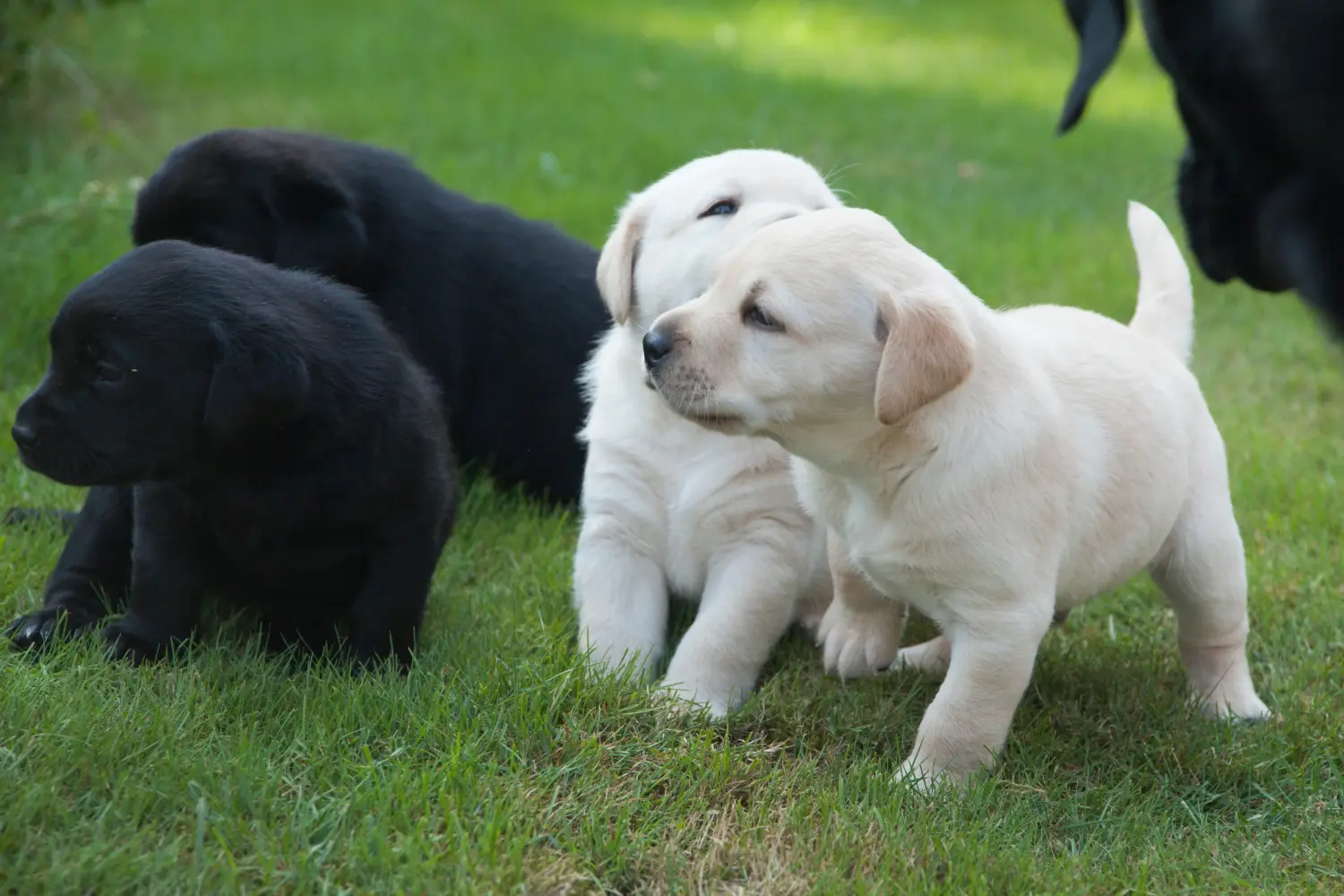Labrador yavrusu satın almak sorumluluk almak demektir! Labrador yavruları satın alın.