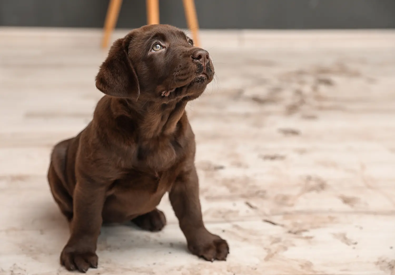 Labrador yavrusu satın almak sorumluluk almak demektir! Labrador yavruları satın alın.