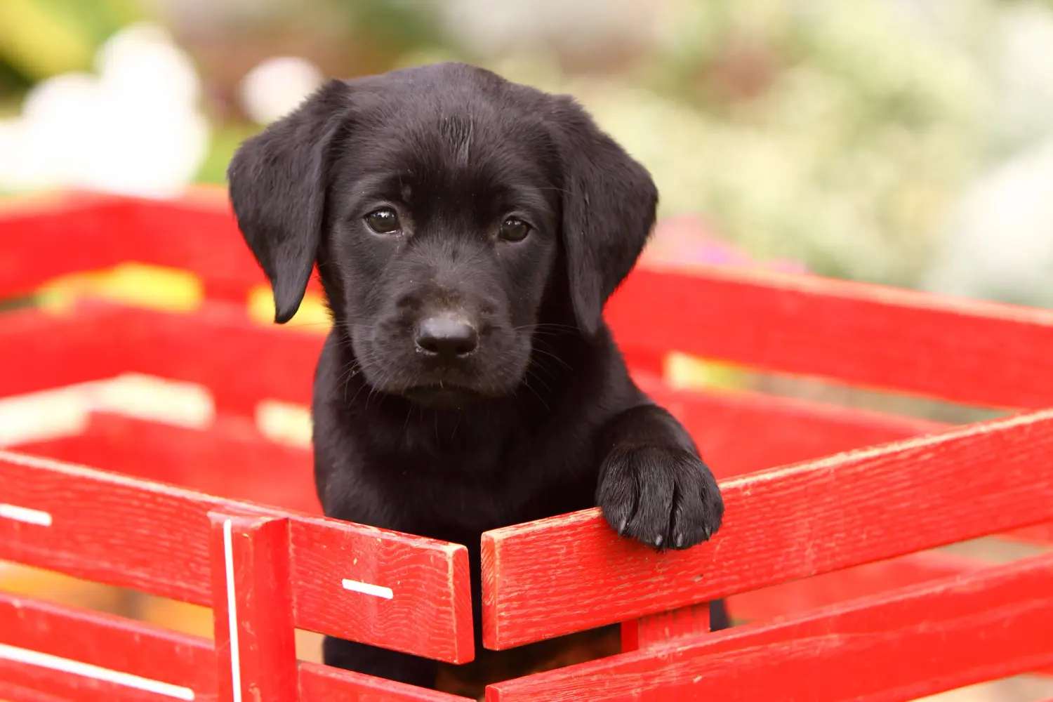Labrador yavrusu satın almak sorumluluk almak demektir! Labrador yavruları satın alın.