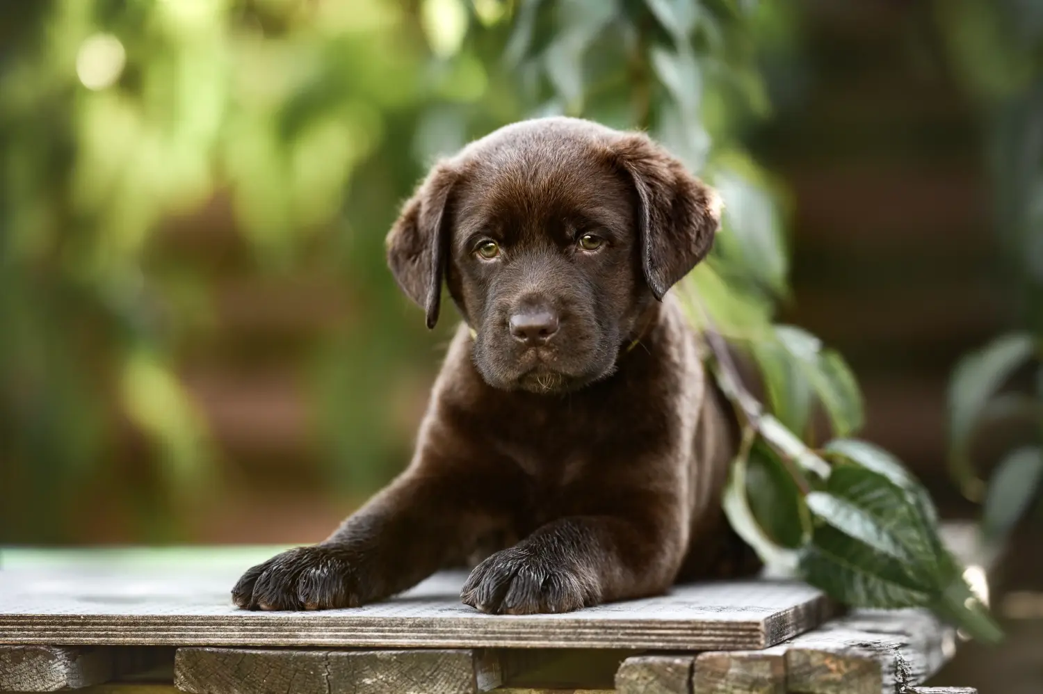 Labrador yavrusu satın almak sorumluluk almak demektir! Labrador yavruları satın alın.