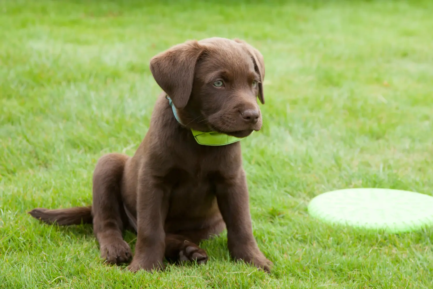 Labrador yavrusu satın almak sorumluluk almak demektir! Labrador yavruları satın alın.