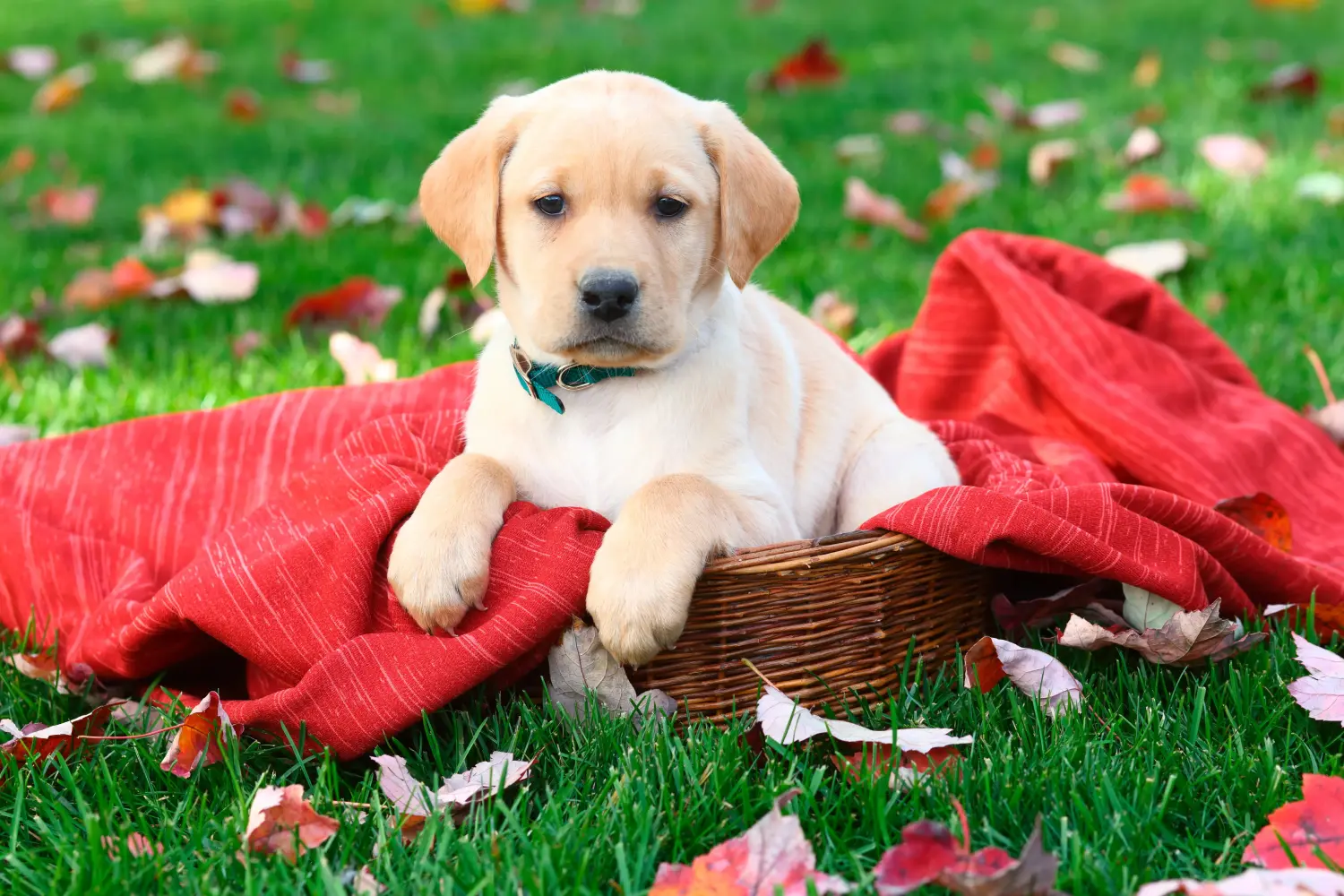 Labrador yavrusu satın almak sorumluluk almak demektir! Labrador yavruları satın alın.