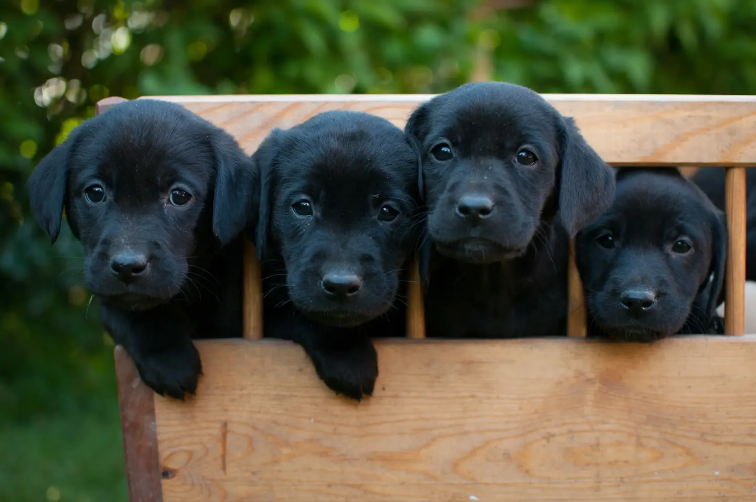 Labrador yavrusu satın almak sorumluluk almak demektir! Labrador yavruları satın alın.