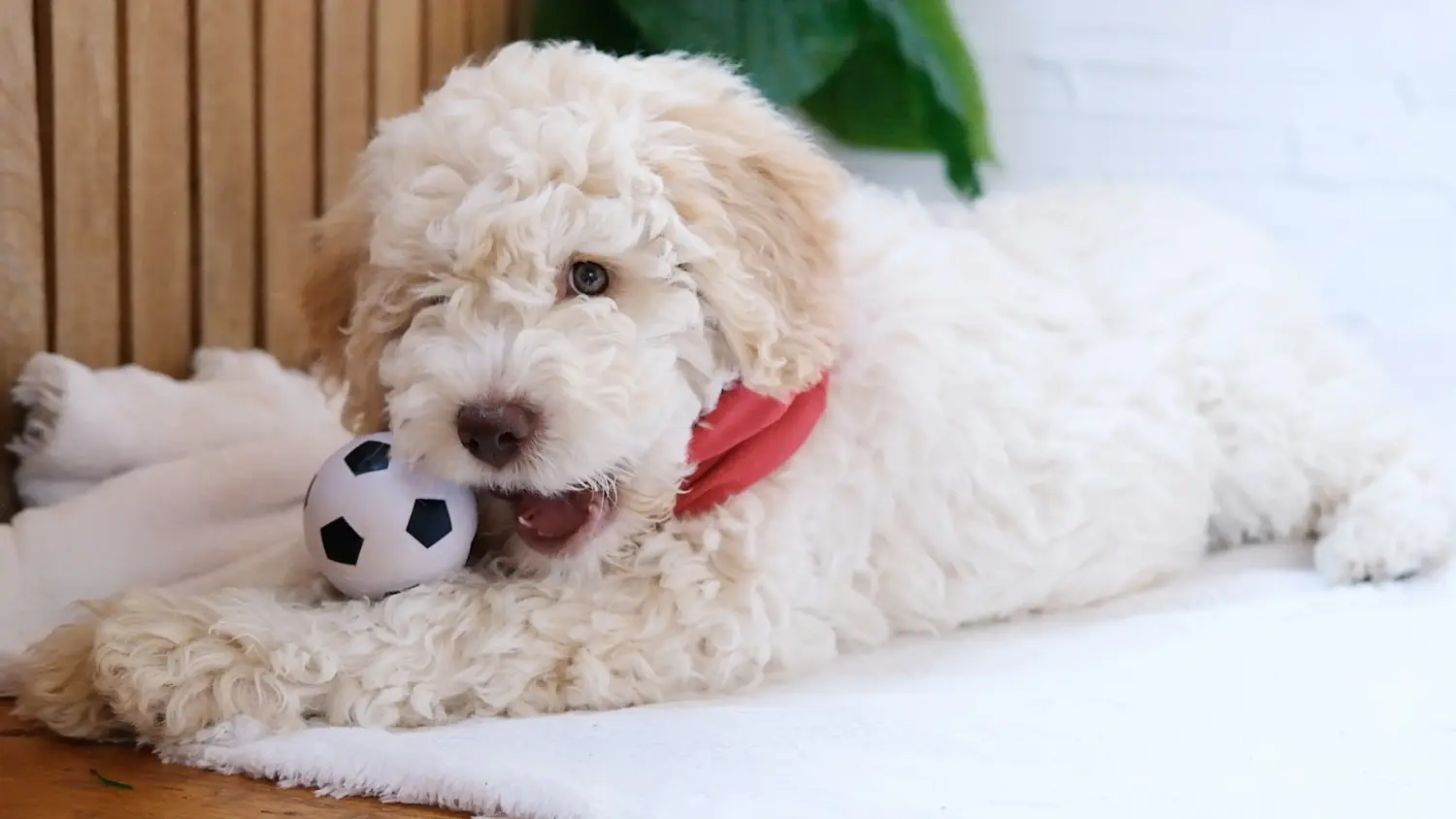 Bir Lagotto Romagnolo yavrusu satın almak sorumluluk almak demektir! Lagotto Romagnolo yavru köpek satın alın.