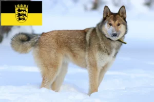 Read more about the article Baden-Württemberg’de Laika yetiştiricileri ve köpek yavruları