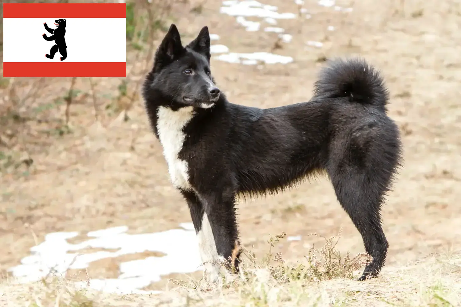 Read more about the article Berlin’de Laika yetiştiricileri ve yavru köpekler