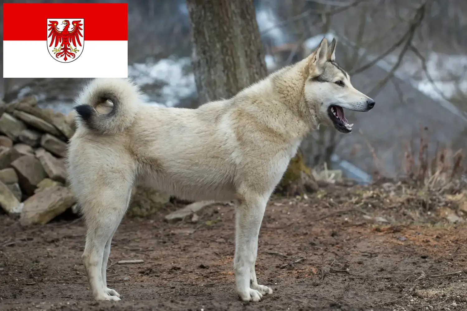 Read more about the article Brandenburg’da Laika yetiştiricileri ve köpek yavruları