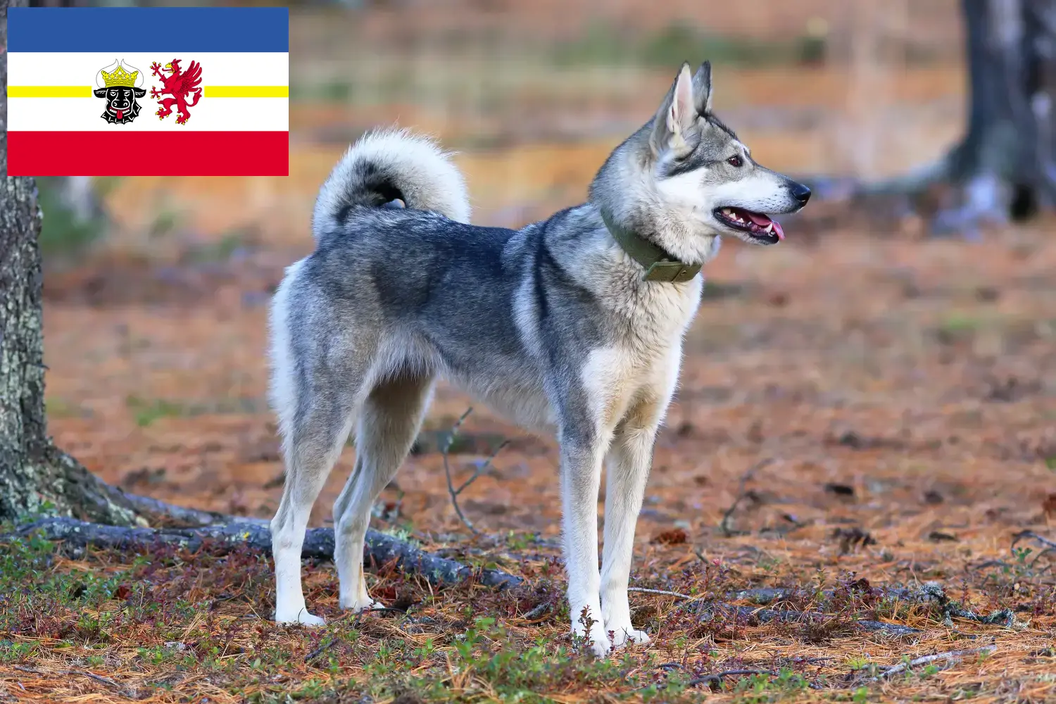 Read more about the article Mecklenburg-Vorpommern’de Laika yetiştiricileri ve köpek yavruları