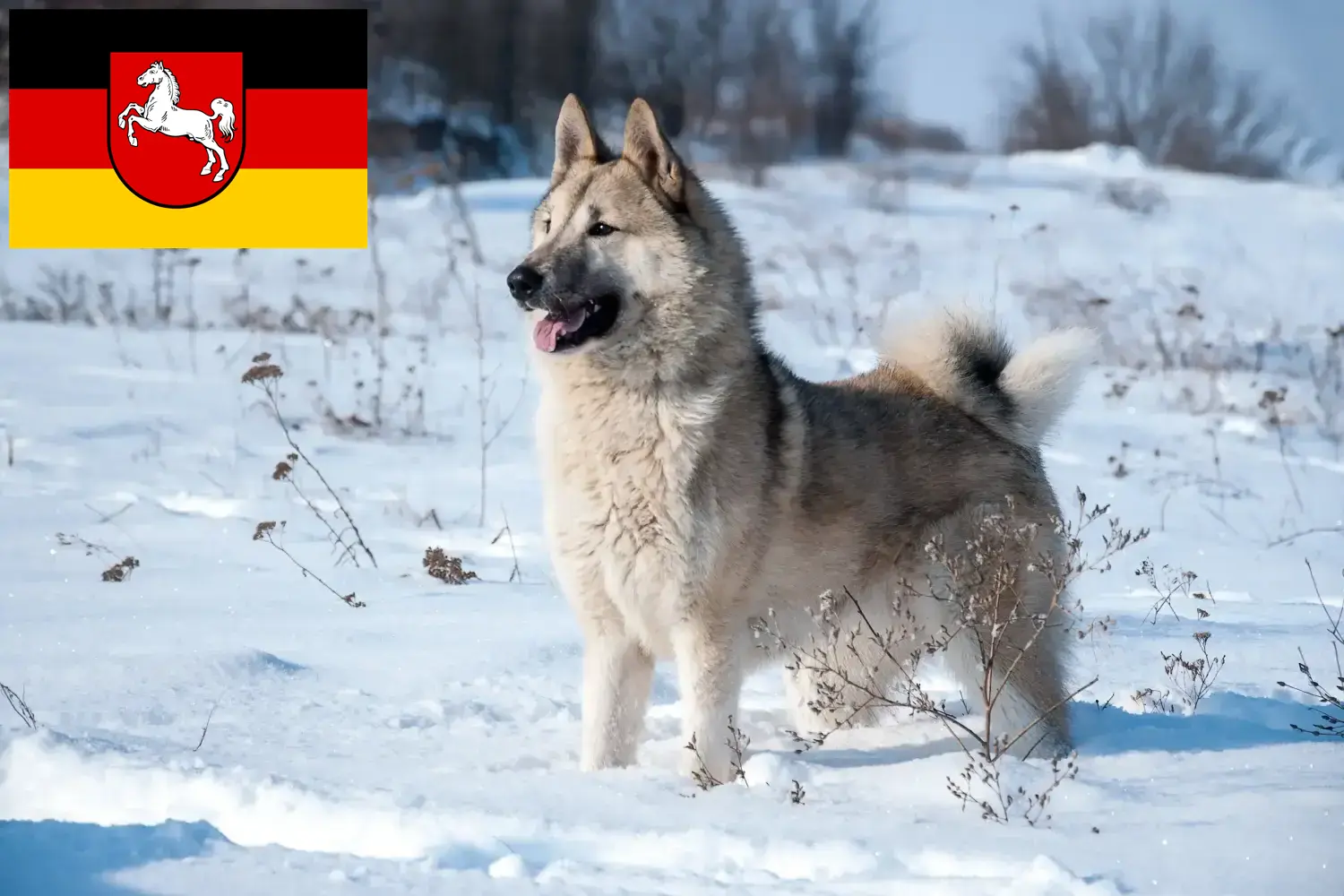 Laika yavruları ve yetiştiricileri Aşağı Saksonya Aşağı Saksonya'daki Laika yetiştiricilerini burada bulabilirsiniz.