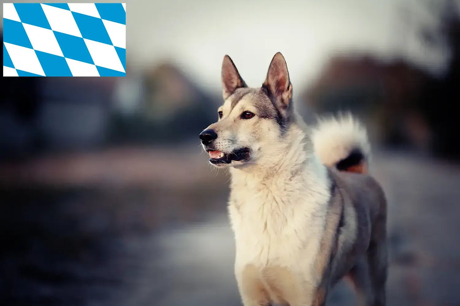 Laika yavruları ve yetiştiricileri Bavyera Bavyera'daki Laika yetiştiricilerini burada bulabilirsiniz.
