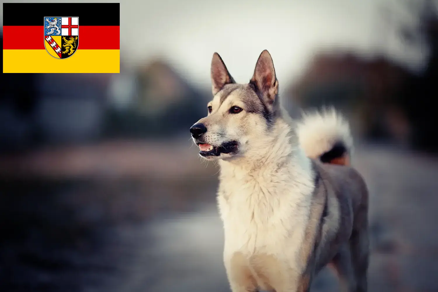 Read more about the article Saarland’da Laika yetiştiricileri ve köpek yavruları