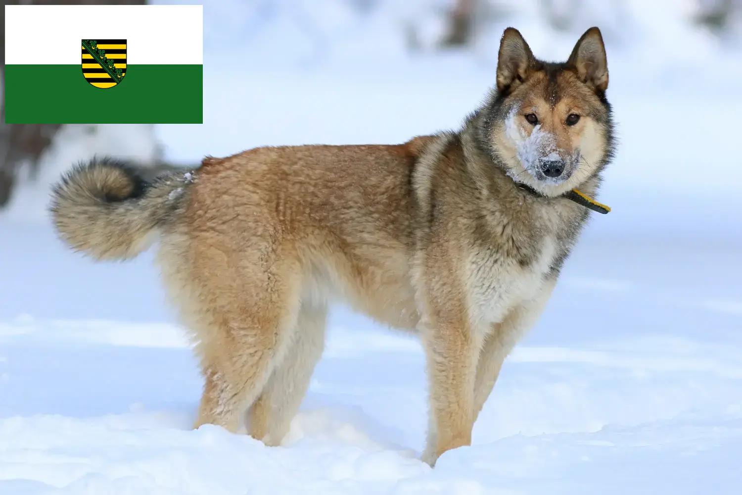 Read more about the article Saksonya’da Laika yetiştiricileri ve köpek yavruları
