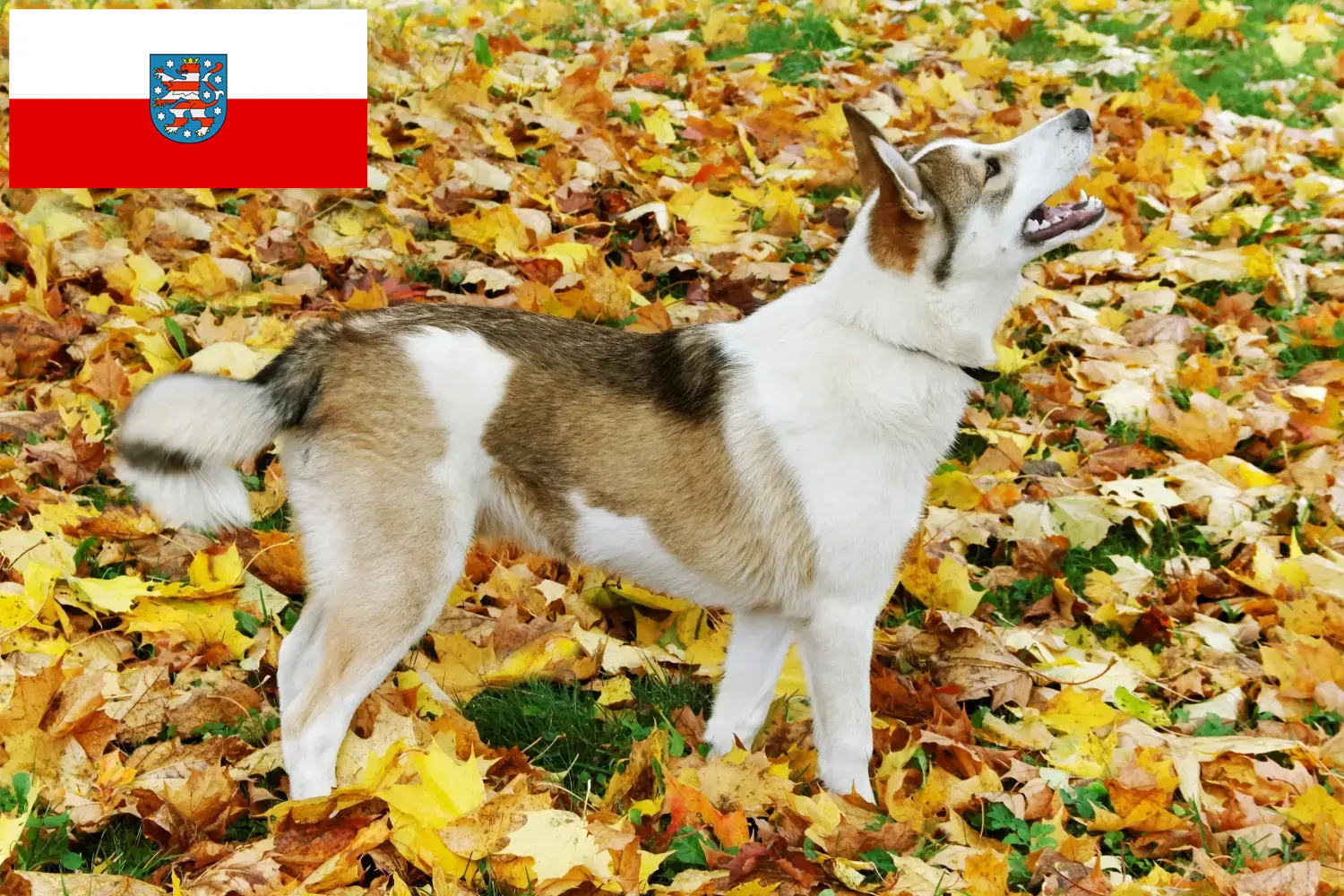 Read more about the article Thüringen’de Laika yetiştiricileri ve köpek yavruları