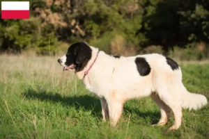 Read more about the article Polonya’da Landseer yetiştiricileri ve köpek yavruları