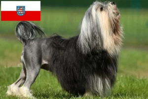 Read more about the article Thüringen’de Löwchen yetiştiricileri ve köpek yavruları