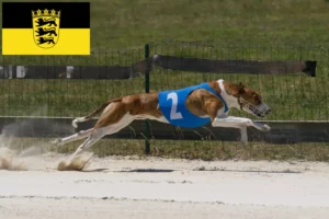 Read more about the article Baden-Württemberg’de Magyar Agar yetiştiricileri ve köpek yavruları