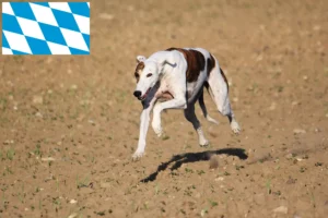 Read more about the article Bavyera’da Magyar Agar yetiştiricileri ve köpek yavruları