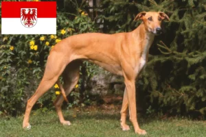 Read more about the article Brandenburg’da Magyar Agar yetiştiricileri ve köpek yavruları
