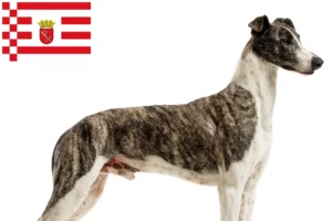 Read more about the article Bremen’de Magyar Agar yetiştiricileri ve köpek yavruları