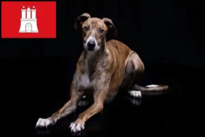 Read more about the article Hamburg’da Magyar Agar yetiştiricileri ve köpek yavruları