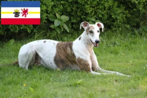 Read more about the article Mecklenburg-Vorpommern’de Magyar Agar yetiştiricileri ve köpek yavruları