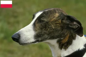Read more about the article Polonya’da Magyar Agar yetiştiricileri ve köpek yavruları