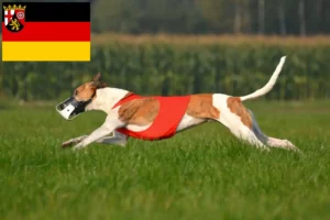 Read more about the article Rheinland-Pfalz’da Magyar Agar yetiştiricileri ve köpek yavruları