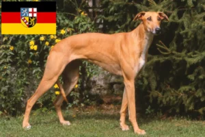 Read more about the article Saarland’da Magyar Agar yetiştiricileri ve köpek yavruları